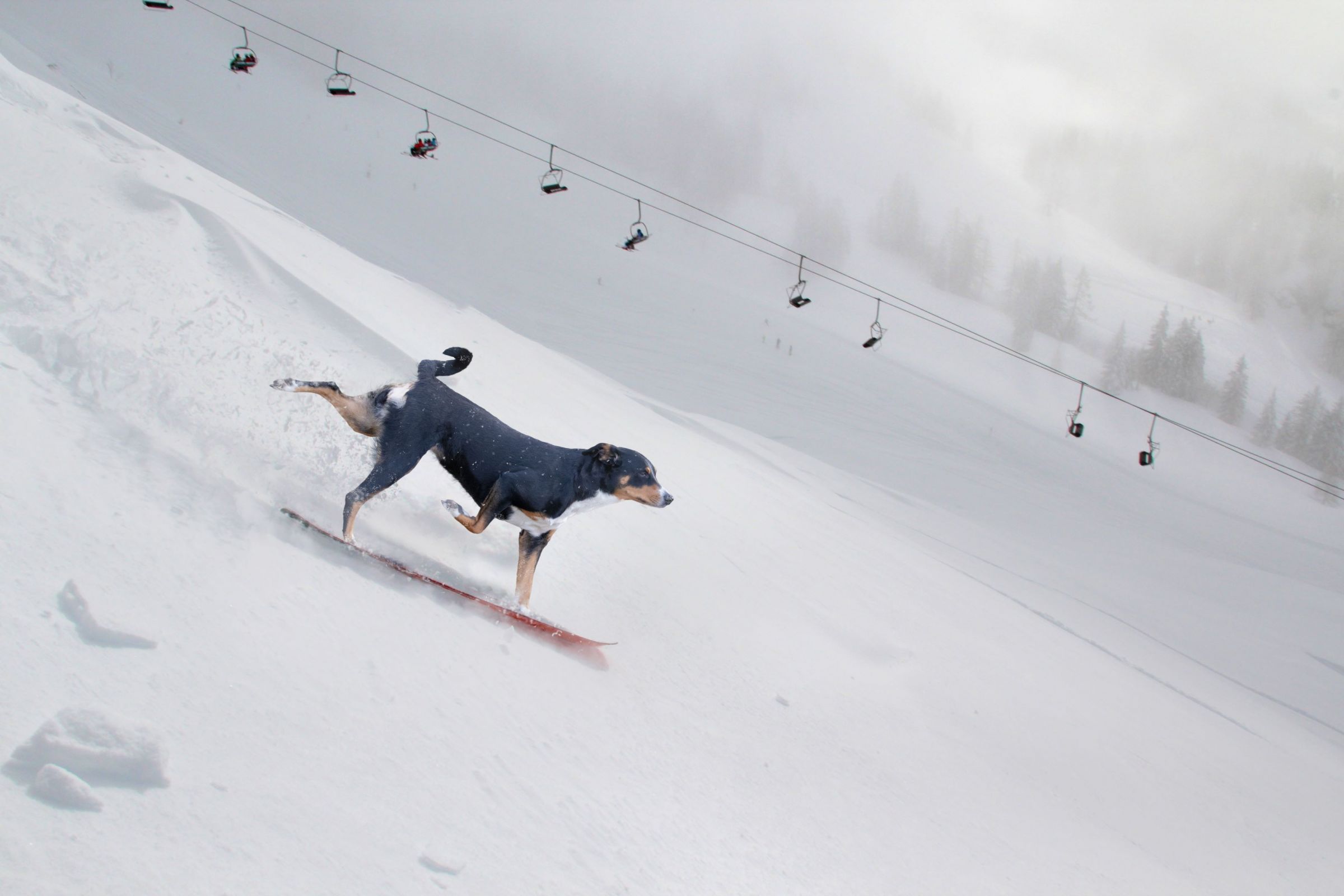 Mit dem Hund in den Skiurlaub Waumobil