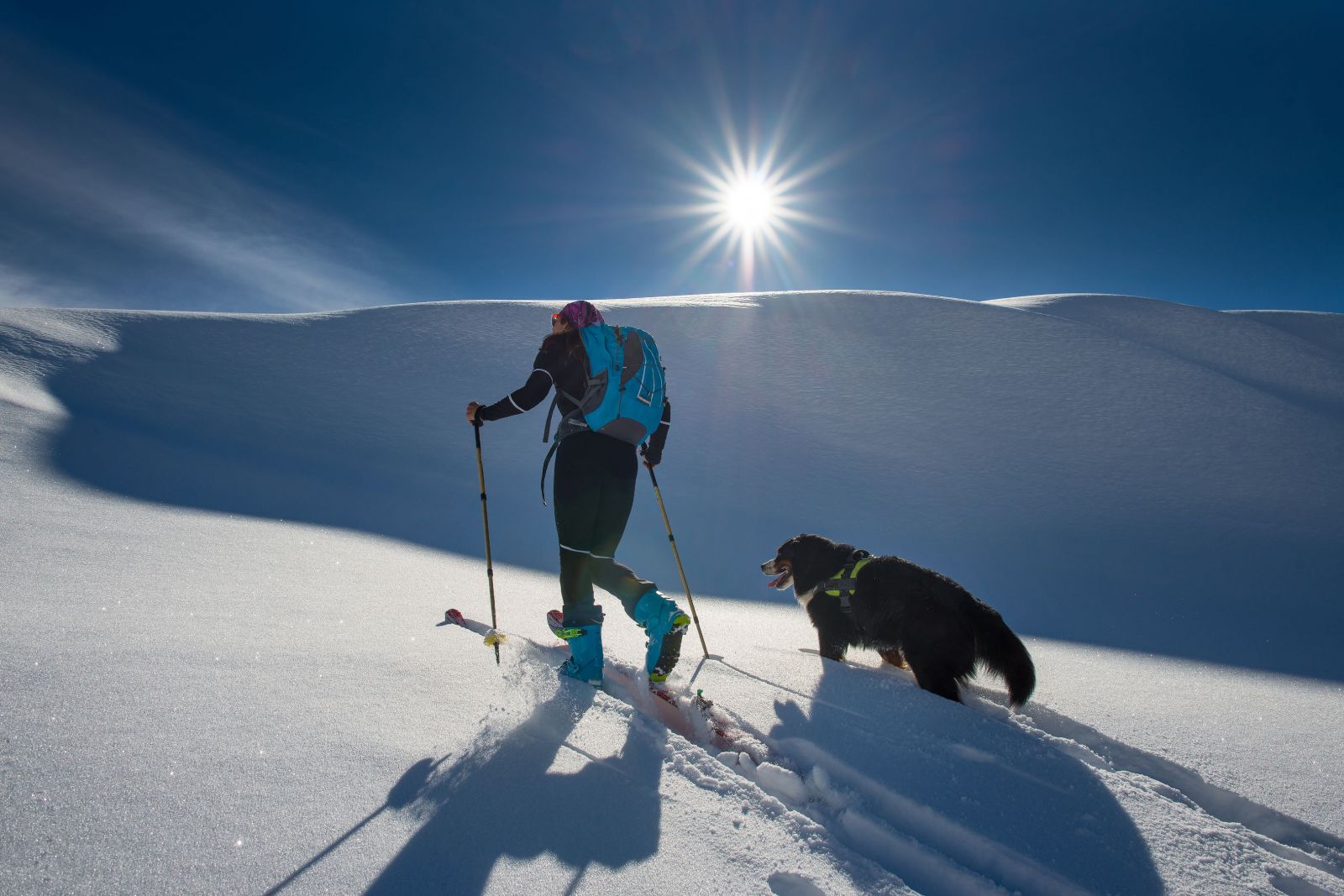 Mit dem Hund in den Skiurlaub Waumobil